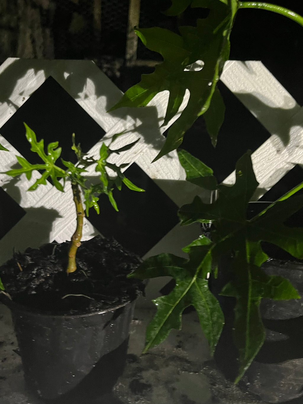 Chaya Tree Plant – Spinach Tree – Butterfly tree- Edible Leaves
