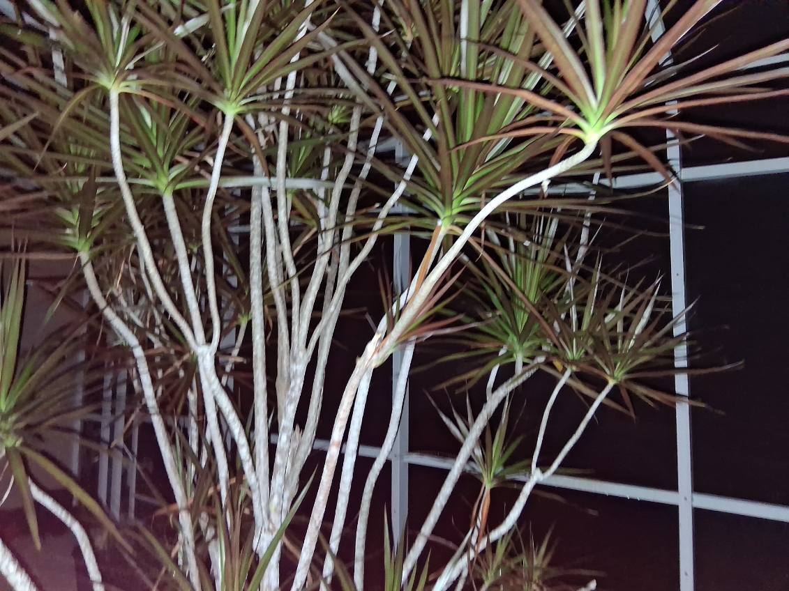 Madagascar dragon tree