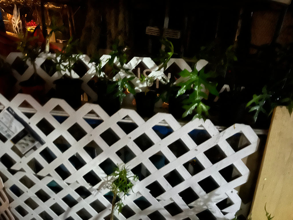 Chaya Tree Plant – Spinach Tree – Butterfly tree- Edible Leaves