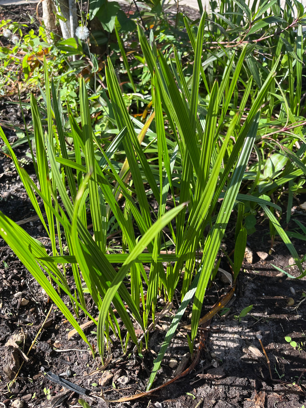 Pygmy Date Palm Seedling – Phoenix roebelenii – Dwarf Palm 4–6 in