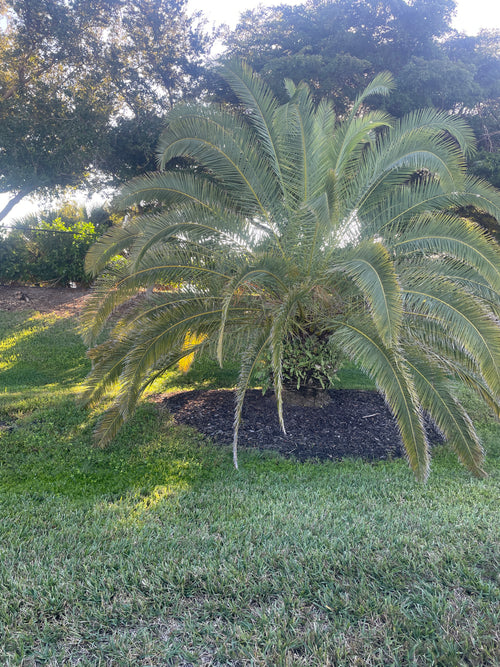 Pygmy Date Palm Seedling – Phoenix roebelenii – Dwarf Palm 4–6 in