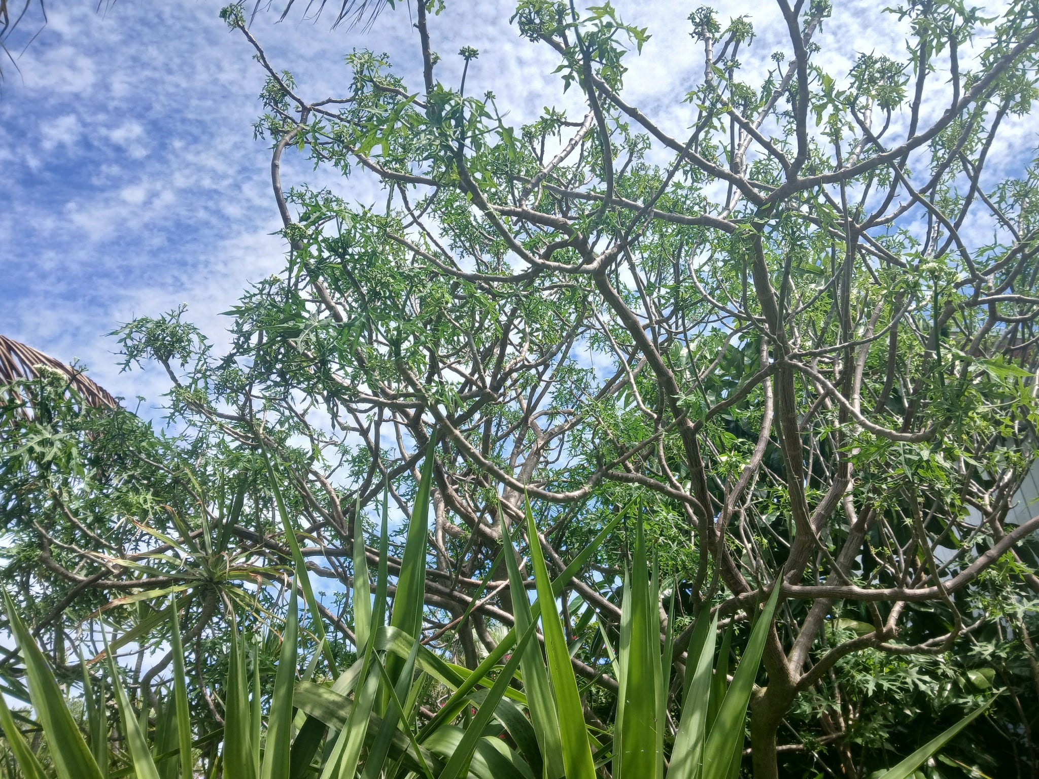 Chaya Tree Plant – Spinach Tree – Butterfly tree- Edible Leaves