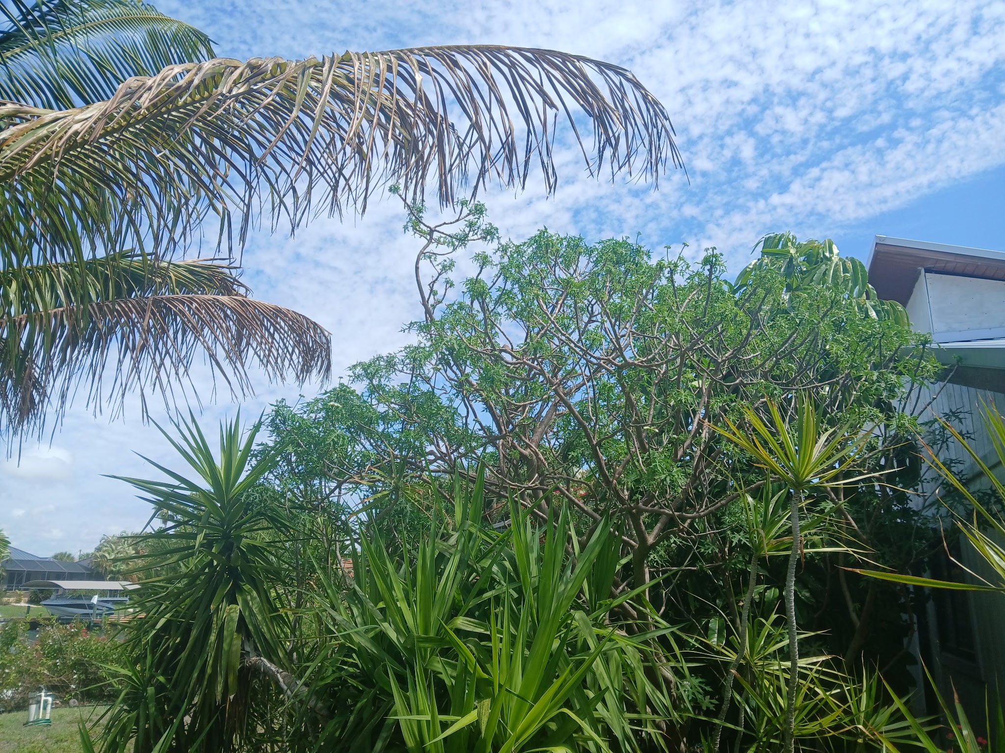 Chaya Tree Plant – Spinach Tree – Butterfly tree- Edible Leaves