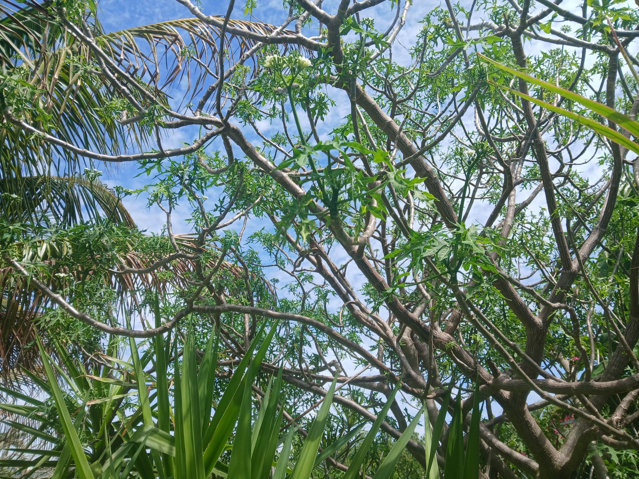 Chaya Tree Plant – Spinach Tree – Butterfly tree- Edible Leaves