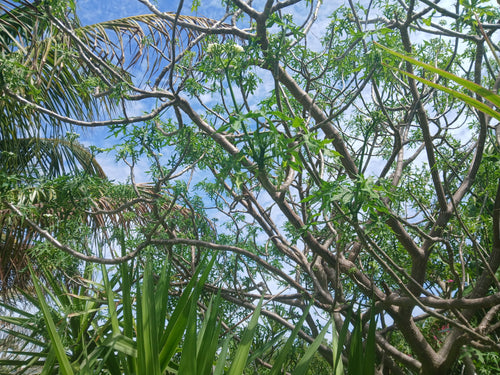 Chaya Tree Plant – Spinach Tree – Butterfly tree- Edible Leaves