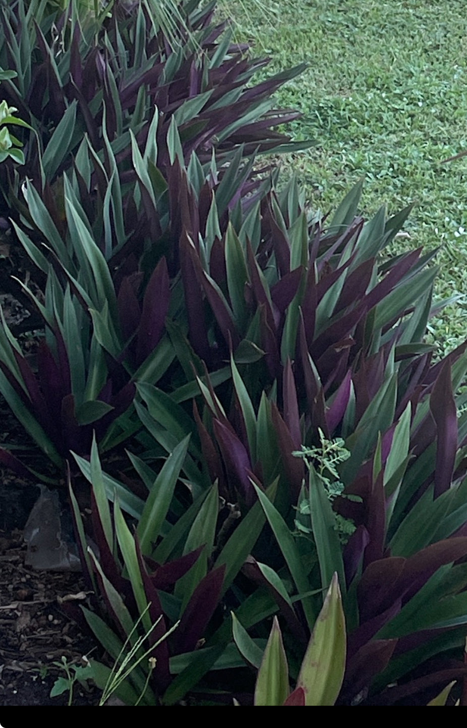 Oyster Plant/Moses in the cradle