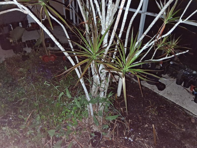 Madagascar dragon tree