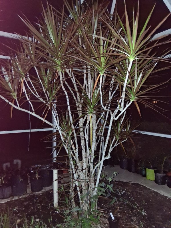 Madagascar dragon tree