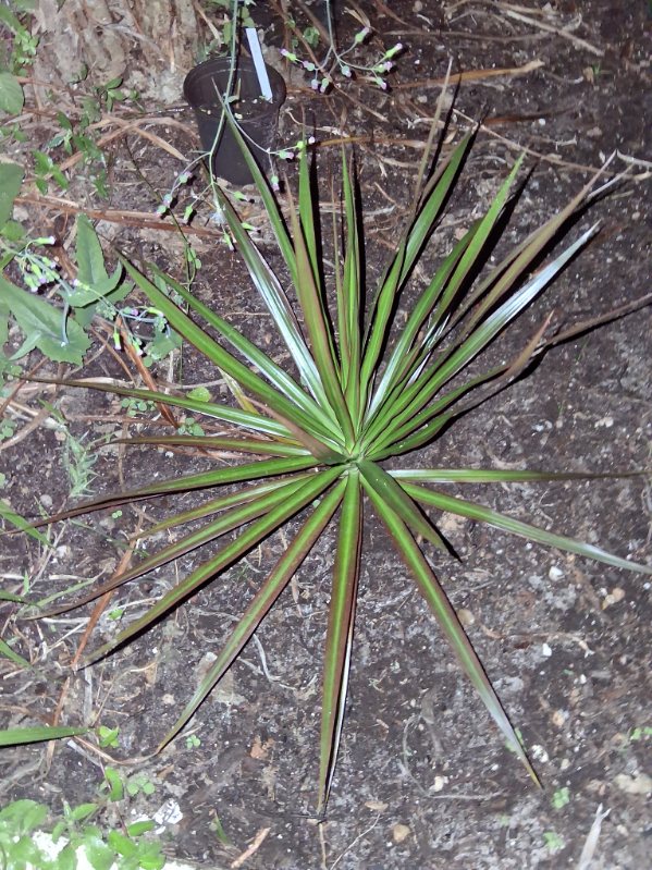Madagascar dragon tree