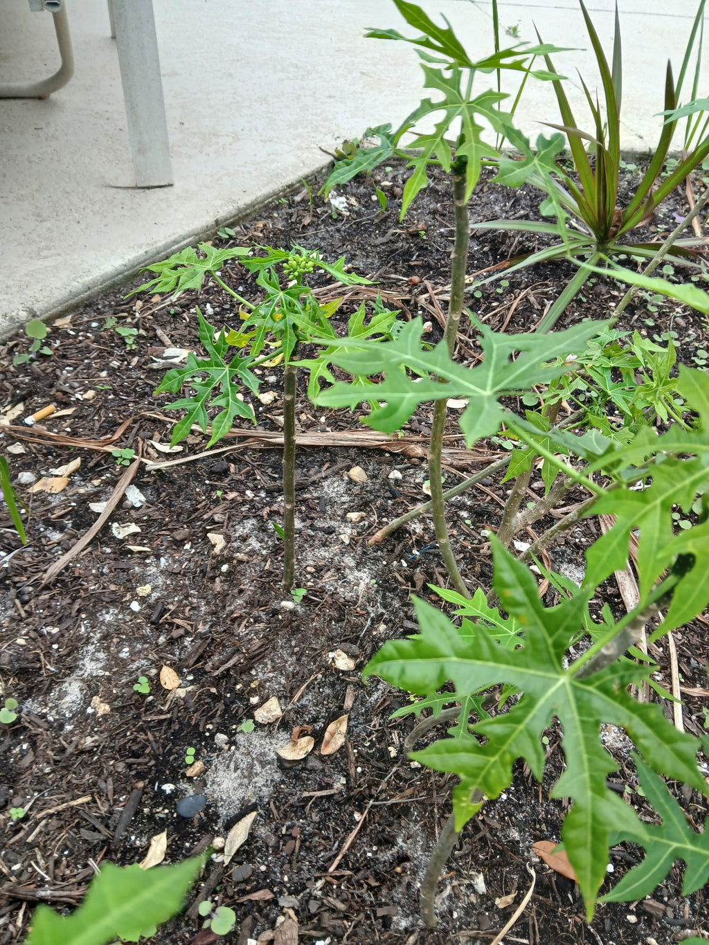 Chaya Tree Plant – Spinach Tree – Butterfly tree- Edible Leaves