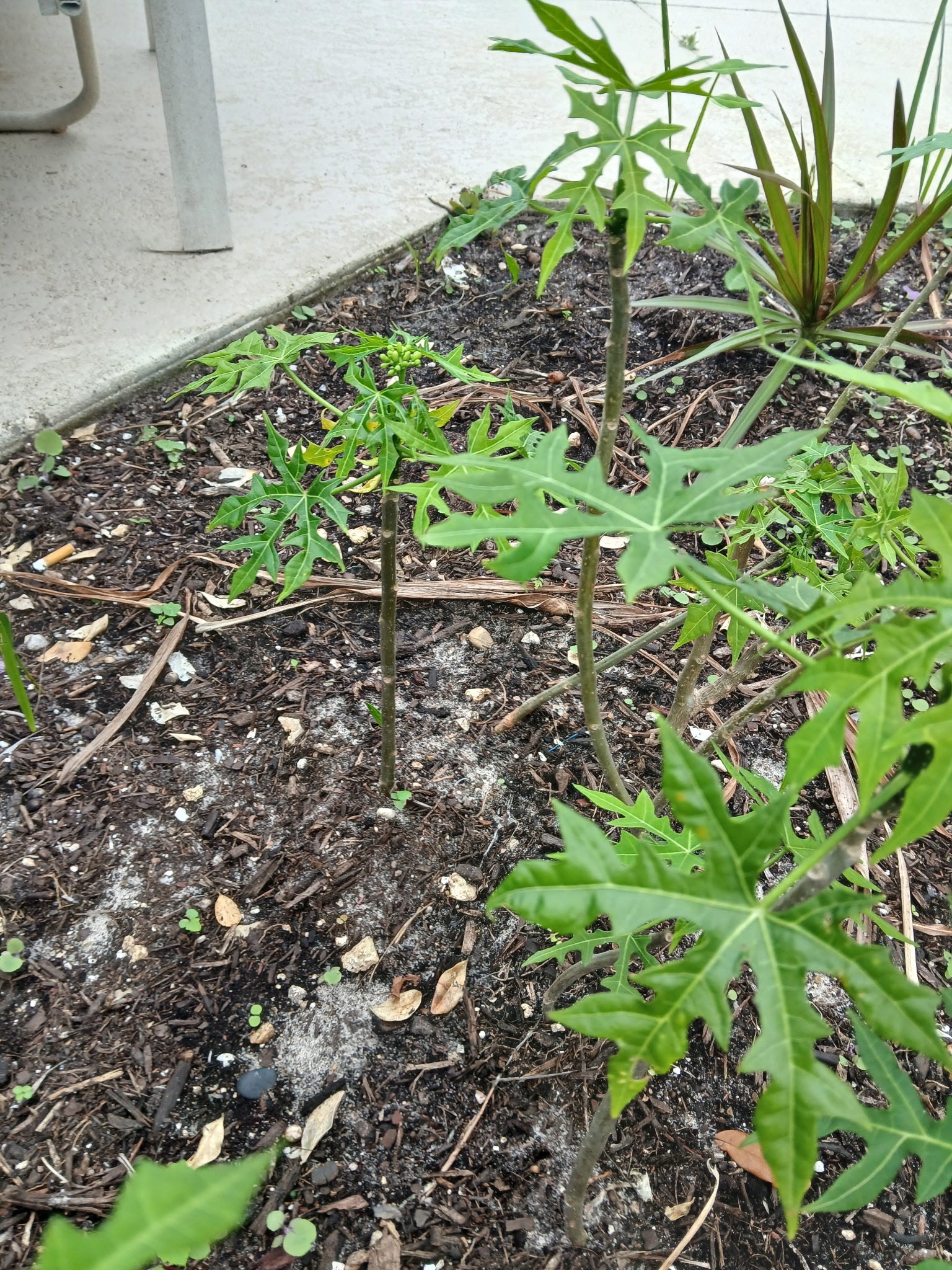 Chaya Tree Plant – Spinach Tree – Butterfly tree- Edible Leaves