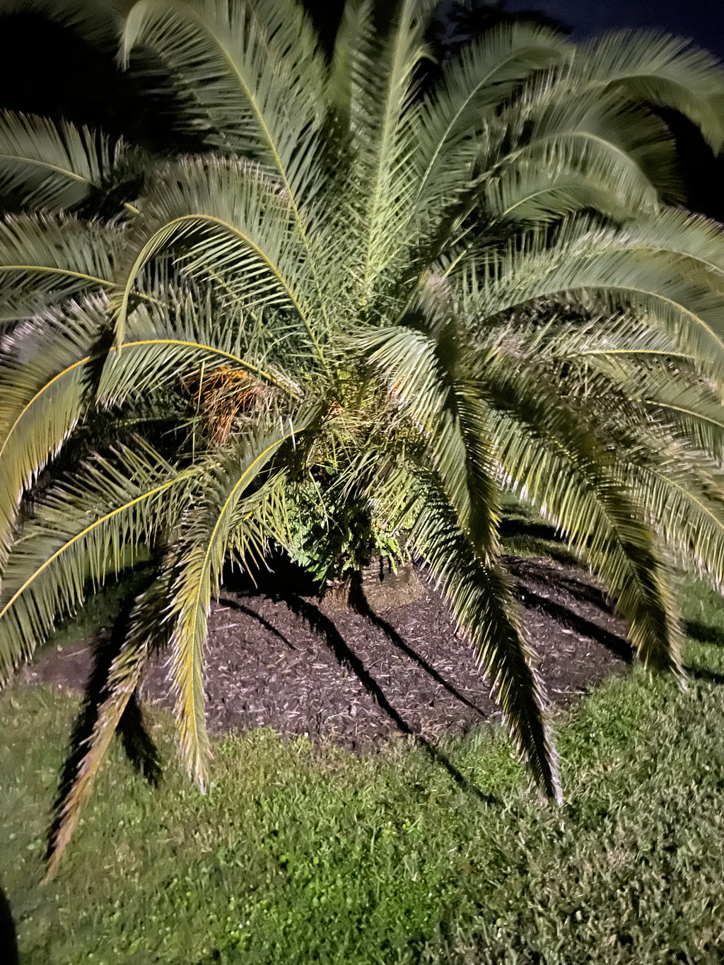 Pygmy Date Palm Seedling – Phoenix roebelenii – Dwarf Palm 4–6 in