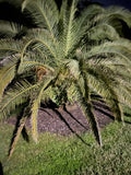 Pygmy Date Palm Seedling – Phoenix roebelenii – Dwarf Palm 4–6 in