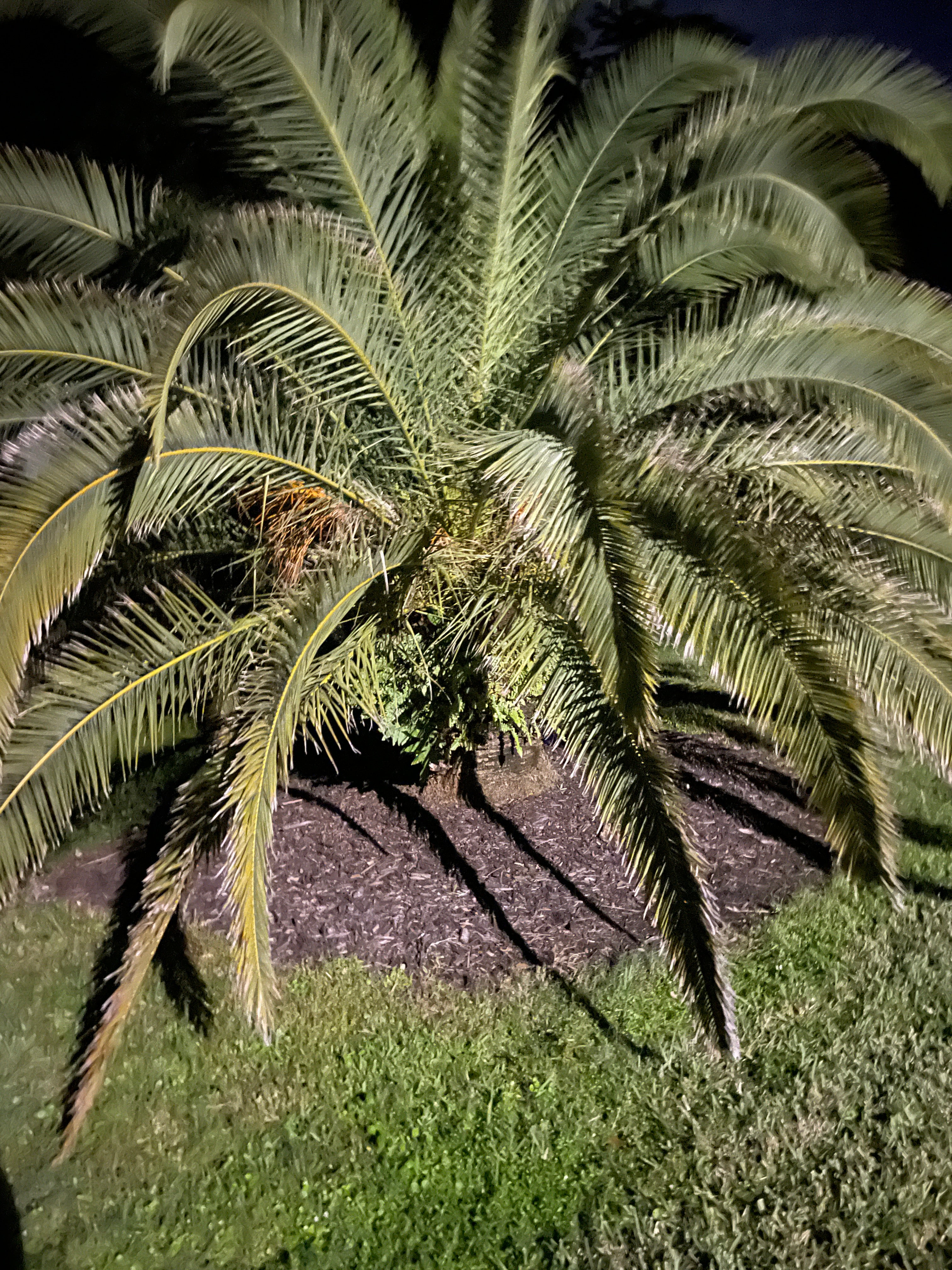 Pygmy Date Palm Seedling – Phoenix roebelenii – Dwarf Palm 4–6 in