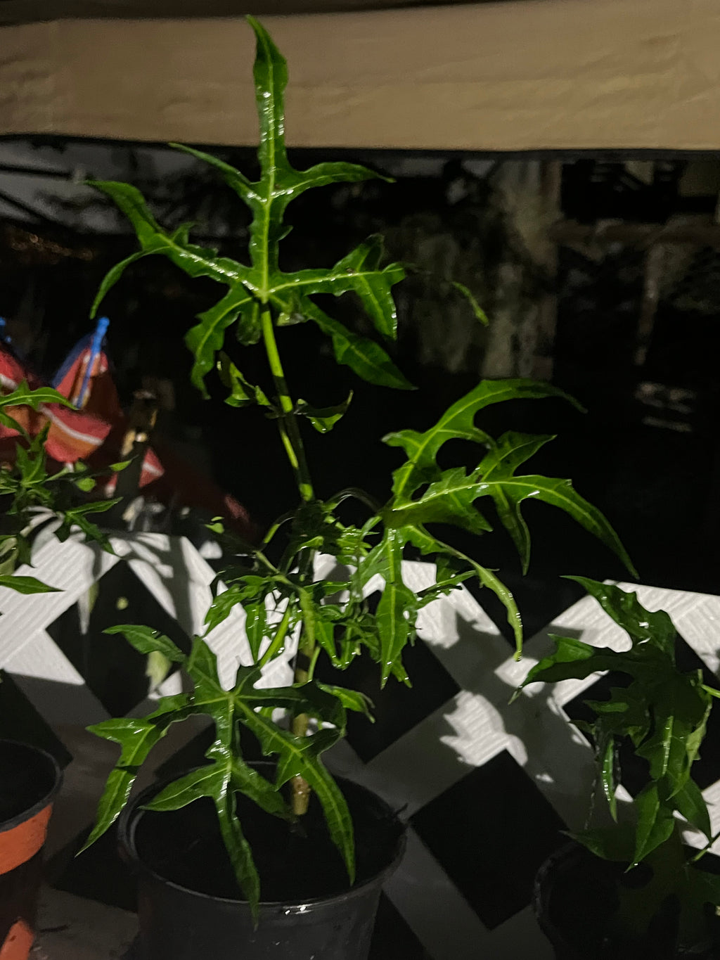 Chaya Tree Plant – Spinach Tree – Butterfly tree- Edible Leaves