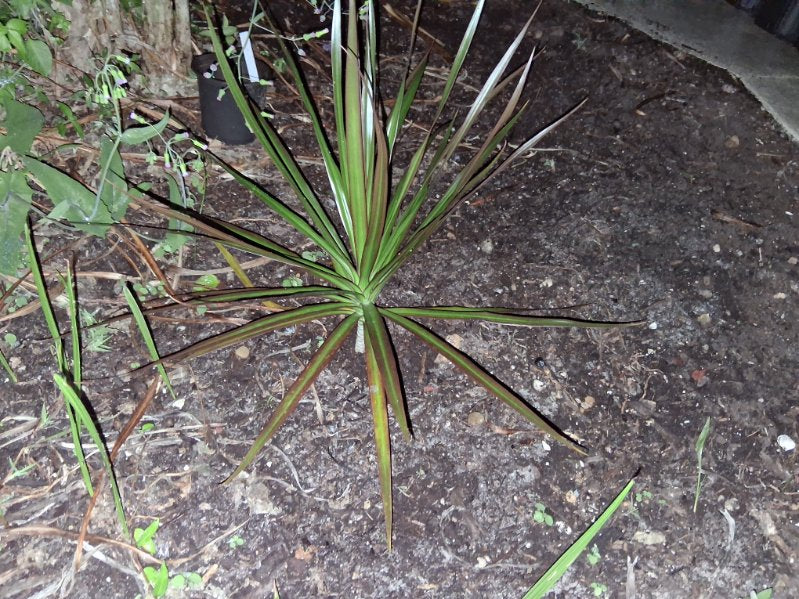 Madagascar dragon tree