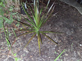 Madagascar dragon tree