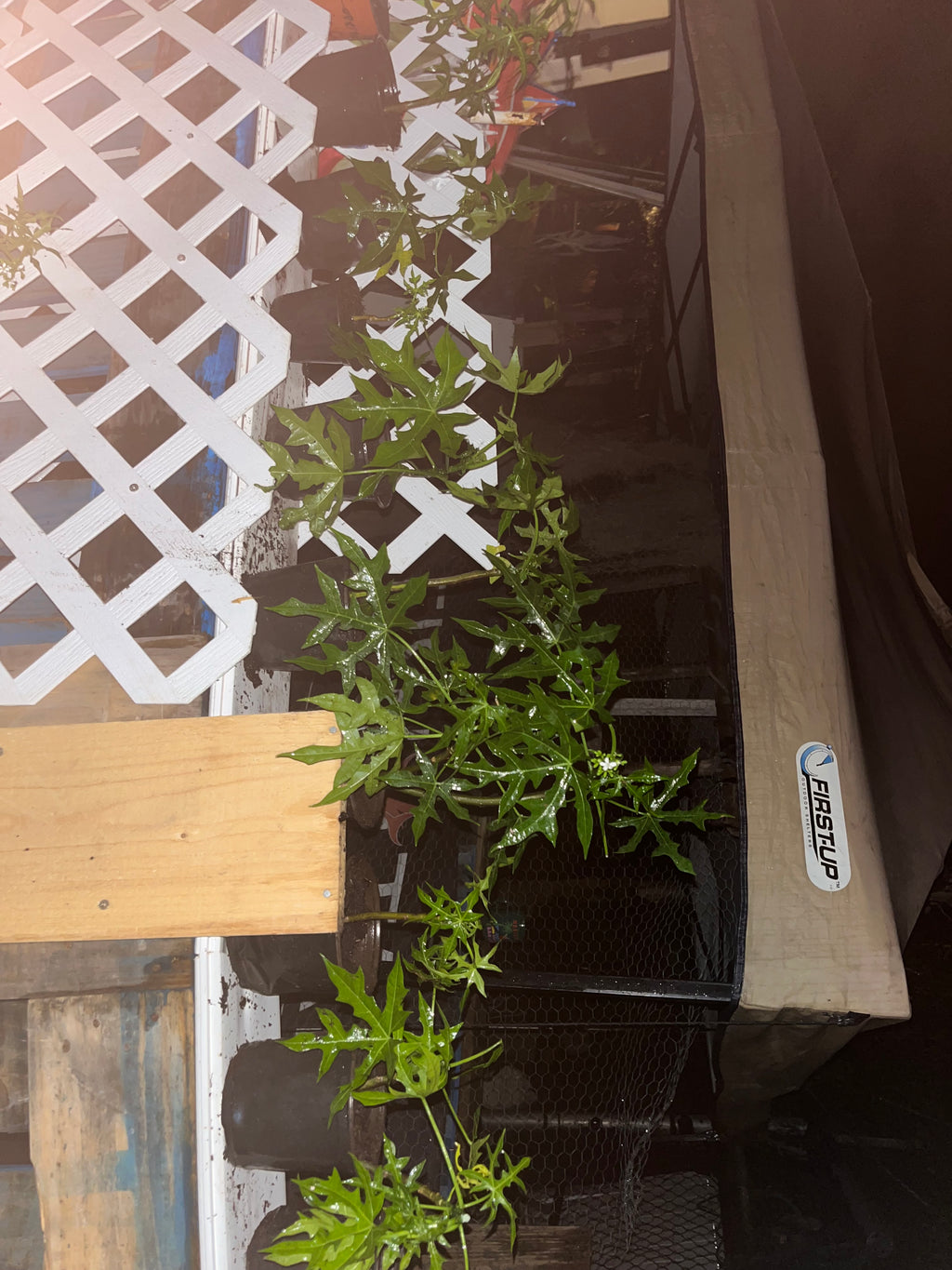 Chaya Tree Plant – Spinach Tree – Butterfly tree- Edible Leaves