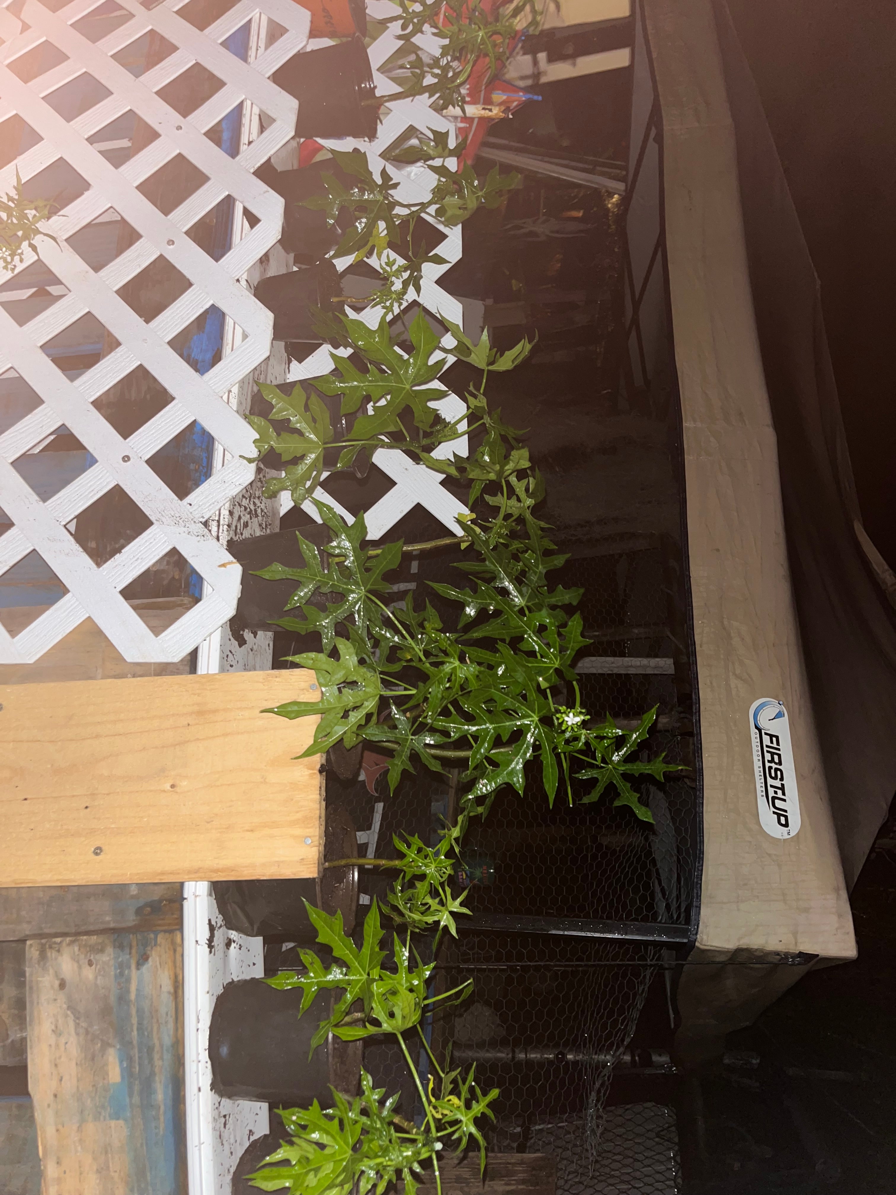 Chaya Tree Plant – Spinach Tree – Butterfly tree- Edible Leaves