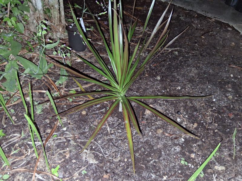 Madagascar dragon tree