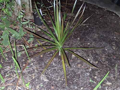 Madagascar dragon tree