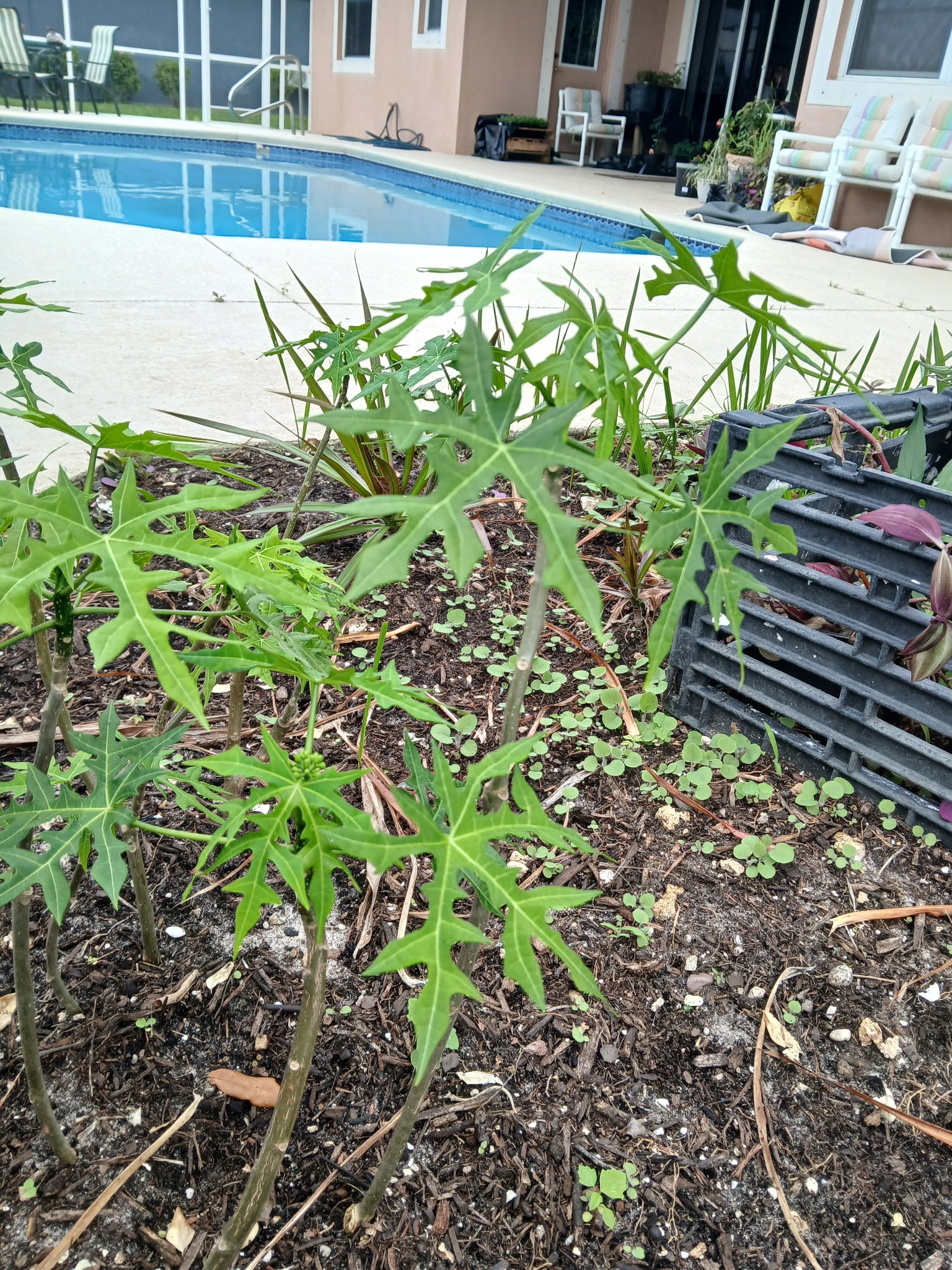 Chaya Tree Plant – Spinach Tree – Butterfly tree- Edible Leaves