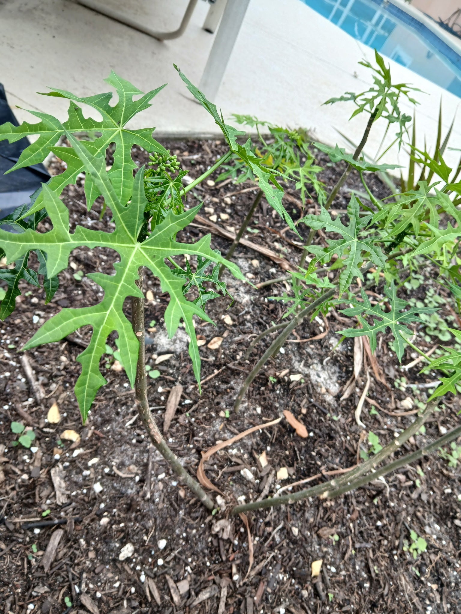 Chaya Tree Plant – Spinach Tree – Butterfly tree- Edible Leaves